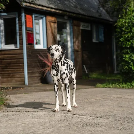 Coqslitscaux * Colleville